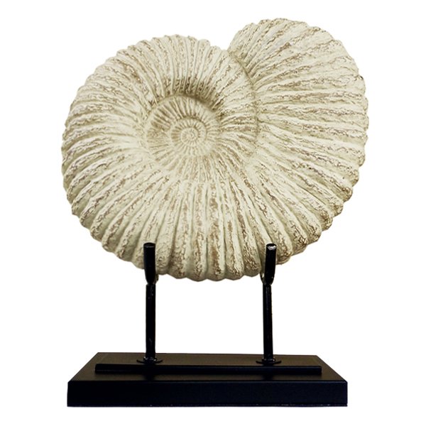 Аксессуар Аммонит Fossil Shell Аксессуар Аммонит Fossil Shell в Грозном | Loft Concept