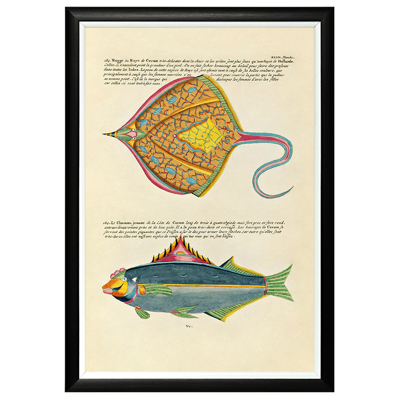 Постер в черной раме Fish Guide 25 Мульти Черный Постер в черной раме Fish Guide 25 Мульти Черный в Грозном | Loft Concept