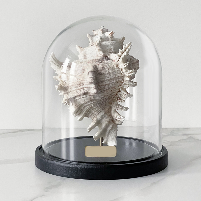 Статуэтка Murex Ramosus Glass Cloche Статуэтка Murex Ramosus Glass Cloche в Грозном | Loft Concept