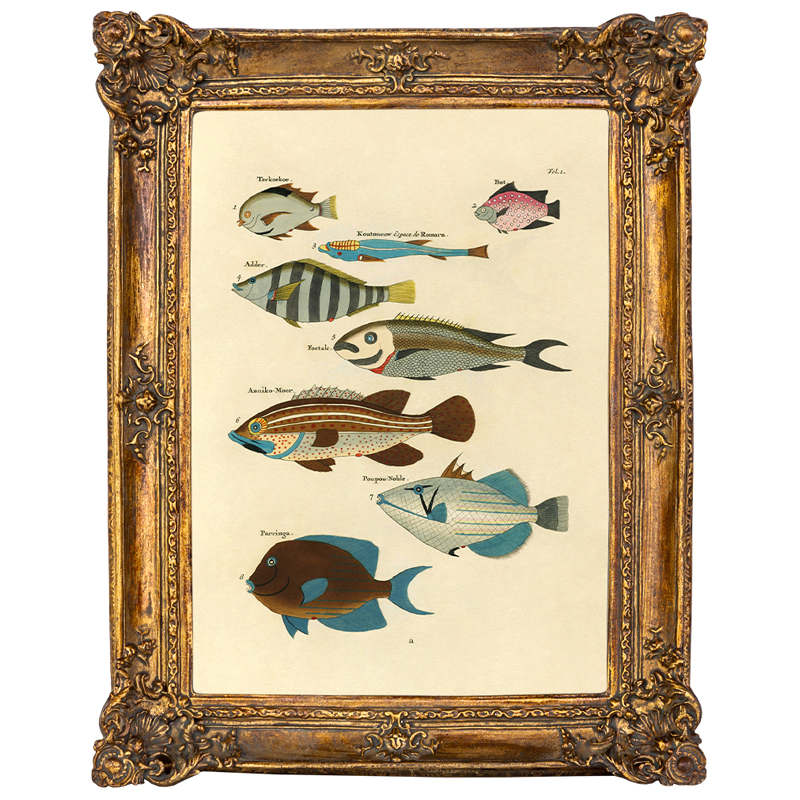Постер Fish Species в багетной раме Мульти Золотой в Грозном | Loft Concept 