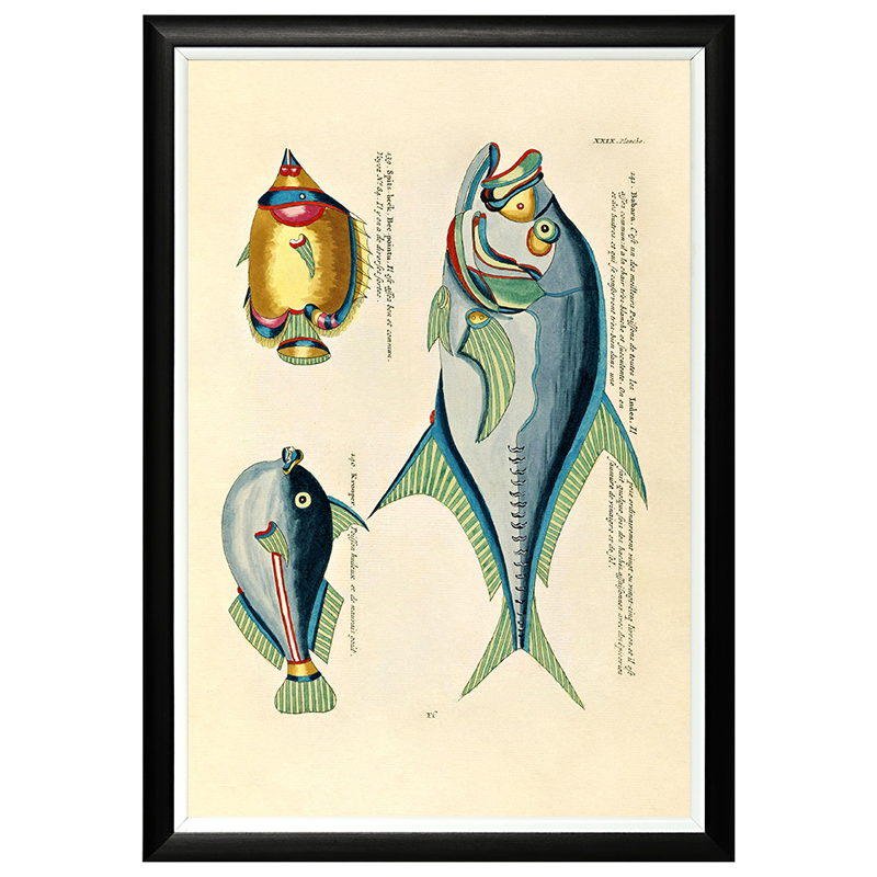 Постер в черной раме Fish Guide 18 Мульти Черный Постер в черной раме Fish Guide 18 Мульти Черный в Грозном | Loft Concept