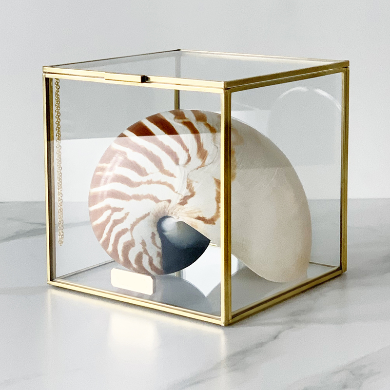 Статуэтка Nautilus Pompilius Glass Box M Статуэтка Nautilus Pompilius Glass Box M в Грозном | Loft Concept