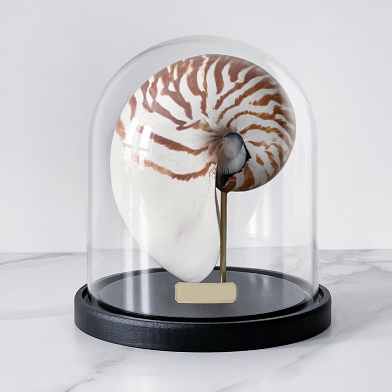 Статуэтка Nautilus Pompilius Glass Cloche  в Грозном | Loft Concept 