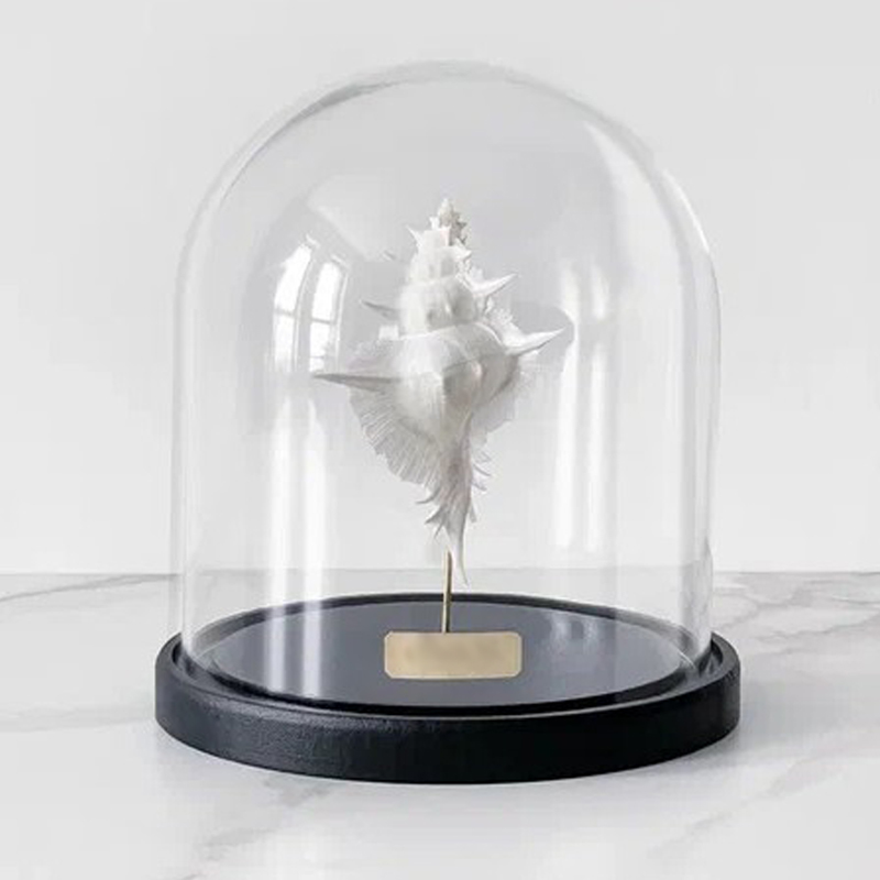 Статуэтка Murex Alabaster Glass Cloche Статуэтка Murex Alabaster Glass Cloche в Грозном | Loft Concept