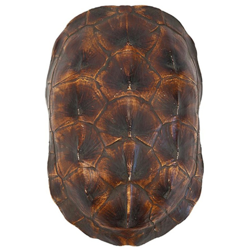 Аксессуар Turtle Shell Natural Brown Коричневый в Грозном | Loft Concept 