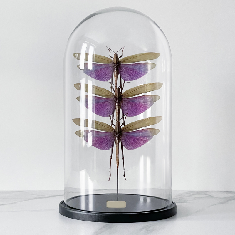 Статуэтка 3 Grasshoppers Titanacris Albipes Glass Cloche Статуэтка 3 Grasshoppers Titanacris Albipes Glass Cloche в Грозном | Loft Concept
