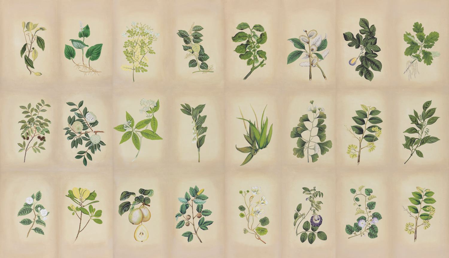 Обои ручная роспись Botanical Studies Linnaeus colourway Обои ручная роспись Botanical Studies Linnaeus colourway - постер Loft-Concept в Грозном