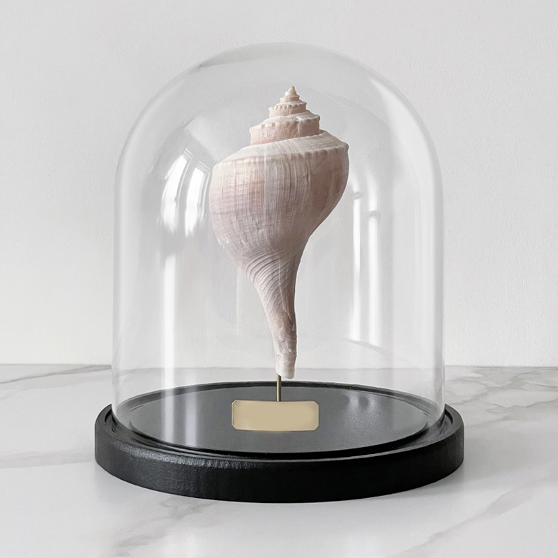 Статуэтка Busycon Canaliculatus Glass Cloche Статуэтка Busycon Canaliculatus Glass Cloche в Грозном | Loft Concept