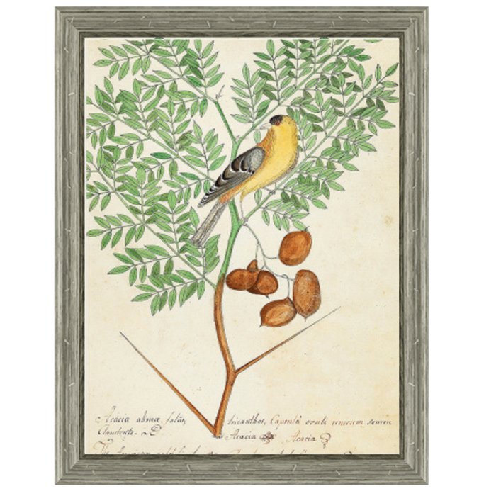 Постер Paradise Bird On Branch Постер Paradise Bird On Branch в Грозном | Loft Concept