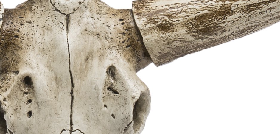 Череп быка Bull Skull Череп быка Bull Skull - Loft-Concept в Грозном