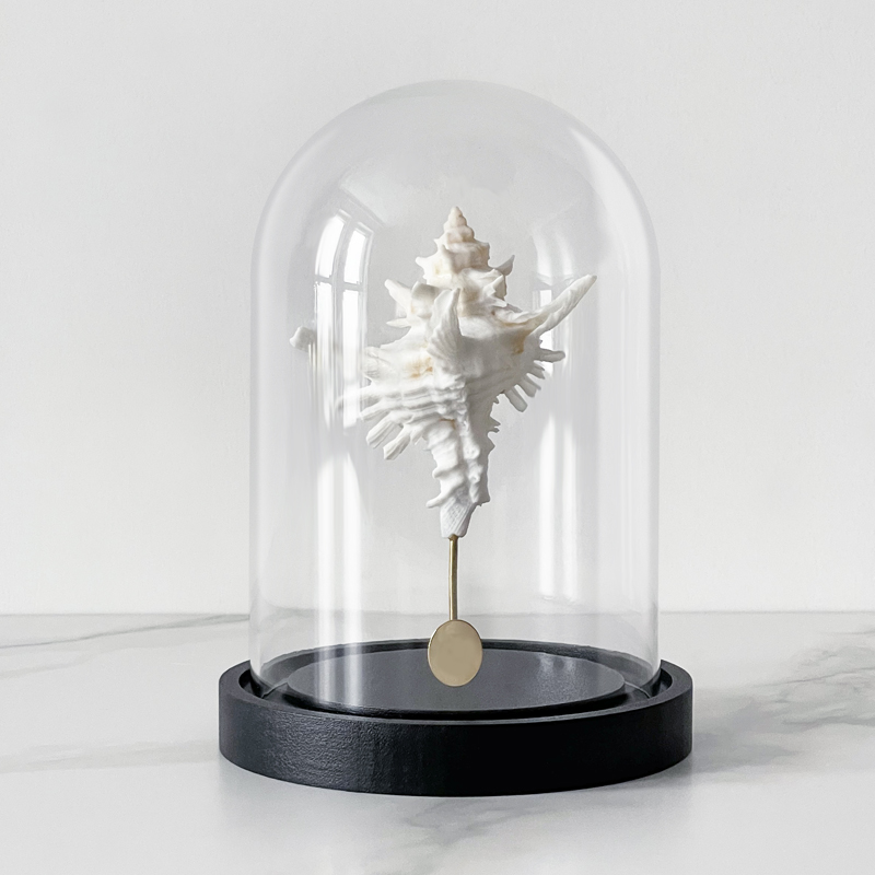 Статуэтка Murex Saharicus Glass Cloche Статуэтка Murex Saharicus Glass Cloche в Грозном | Loft Concept