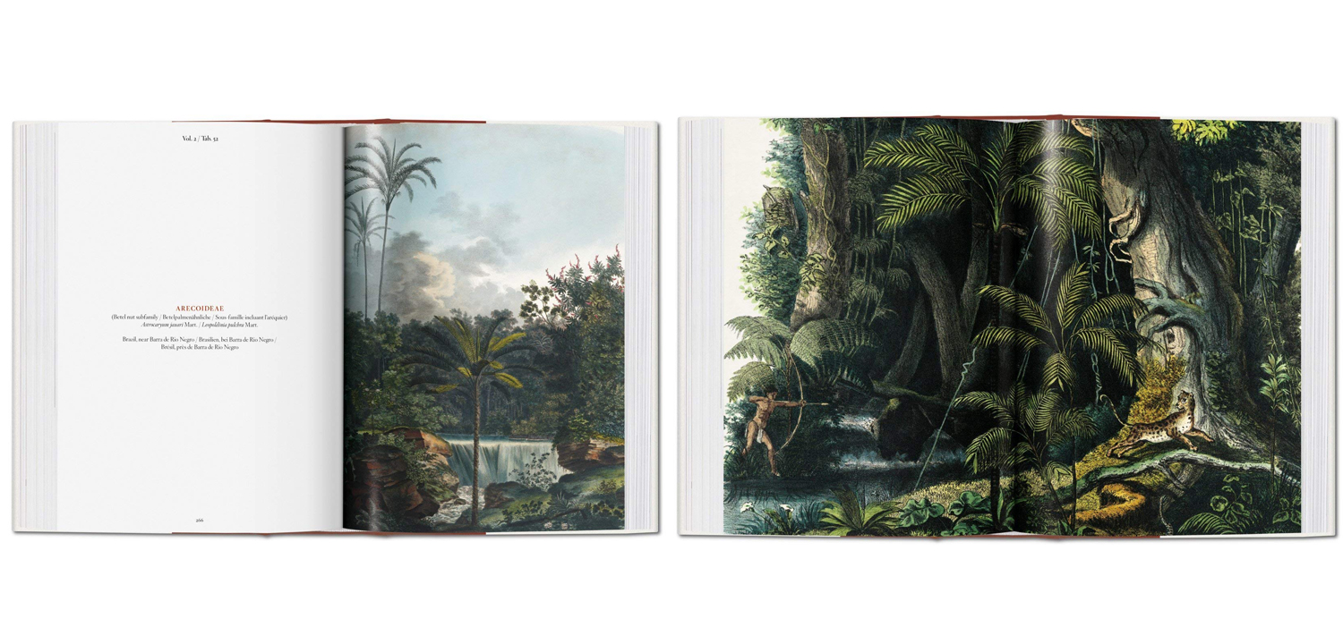 Книга The Book of Palms - фото №2