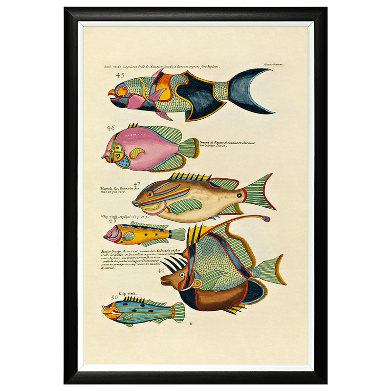 Постер в черной раме Fish Guide 7 Мульти Черный в Грозном | Loft Concept 