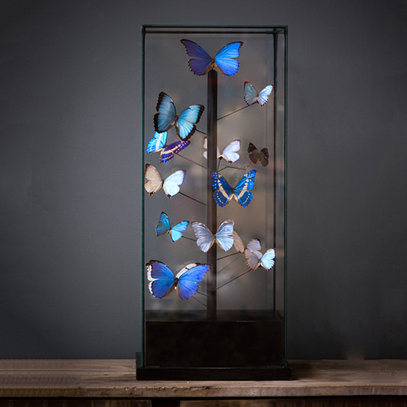 Статуэтка 14 Blue Butterflies Morphos Glass Box Статуэтка 14 Blue Butterflies Morphos Glass Box в Грозном | Loft Concept