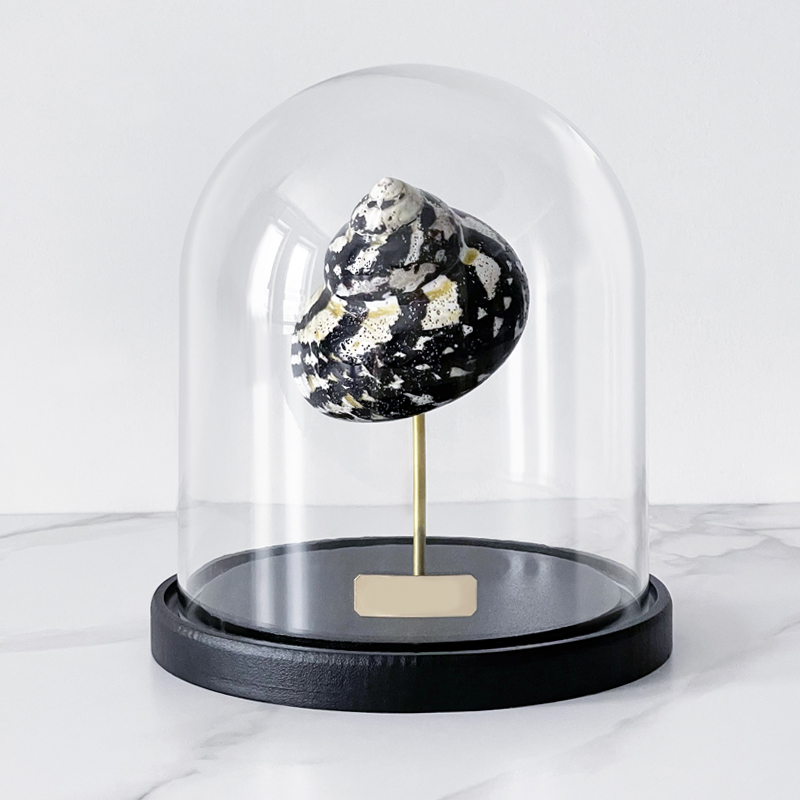 Статуэтка Turbo Cittarium Pica Glass Cloche Статуэтка Turbo Cittarium Pica Glass Cloche в Грозном | Loft Concept