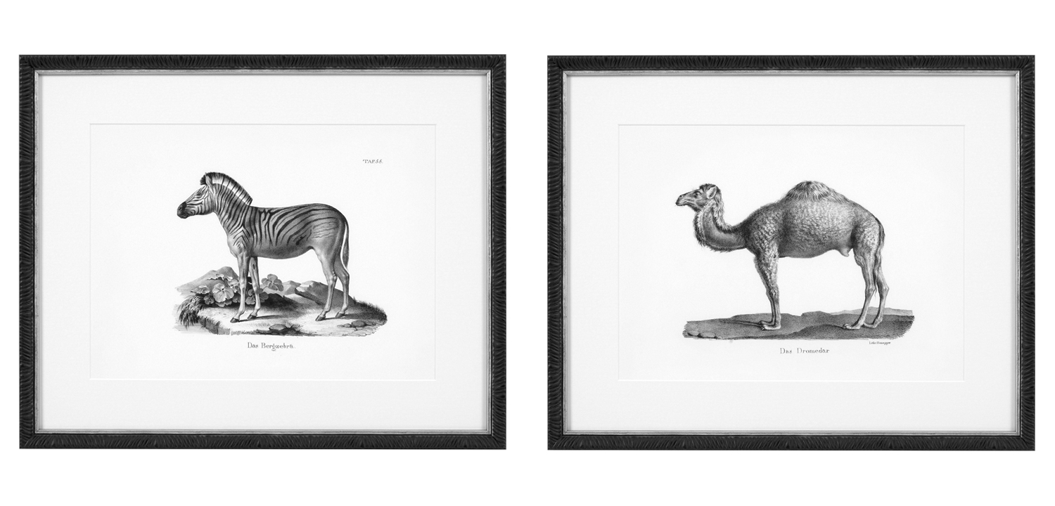 Комплект постеров Eichholtz Prints Historical Animals set of 6 - фото №1