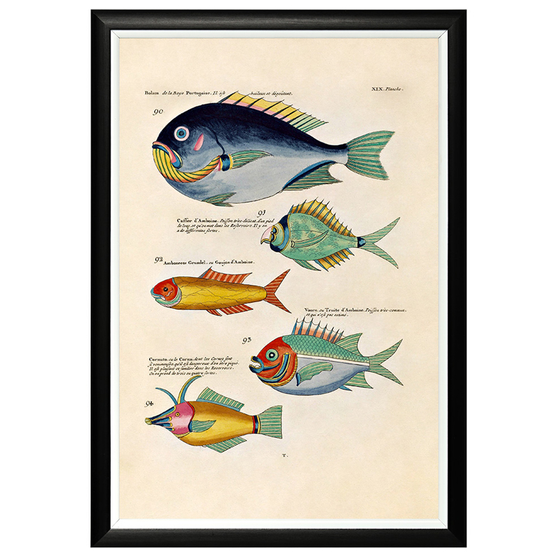 Постер в черной раме Fish Guide 12 Мульти Черный Постер в черной раме Fish Guide 12 Мульти Черный в Грозном | Loft Concept
