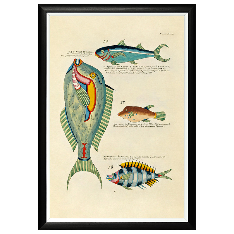 Постер в черной раме Fish Guide 8 Мульти Черный в Грозном | Loft Concept 