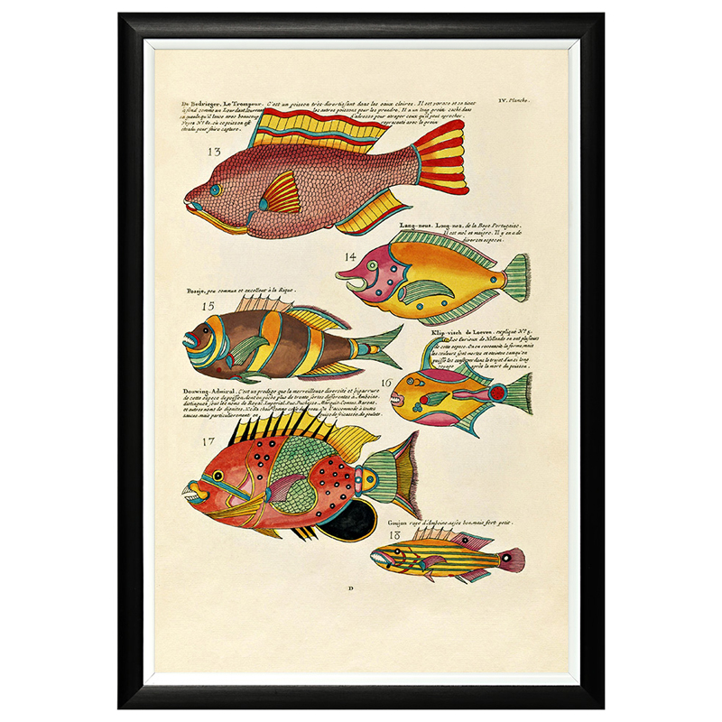 Постер в черной раме Fish Guide 3 Мульти Черный в Грозном | Loft Concept 