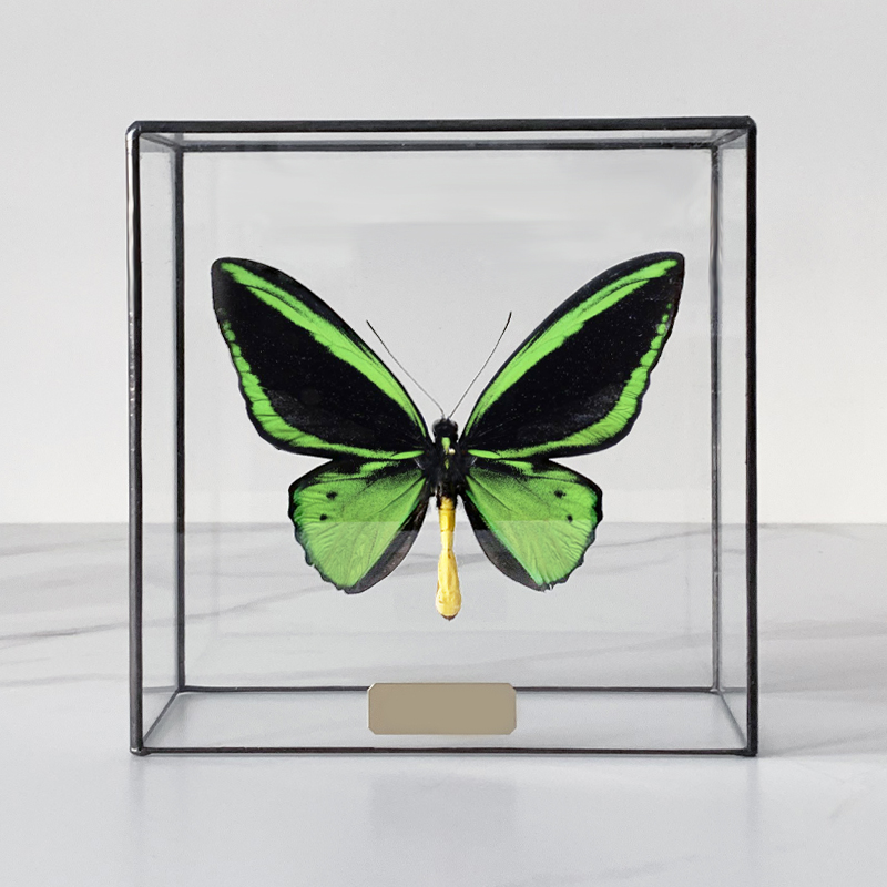 Статуэтка Butterfly Priamus Poseidon Glass Box Статуэтка Butterfly Priamus Poseidon Glass Box в Грозном | Loft Concept