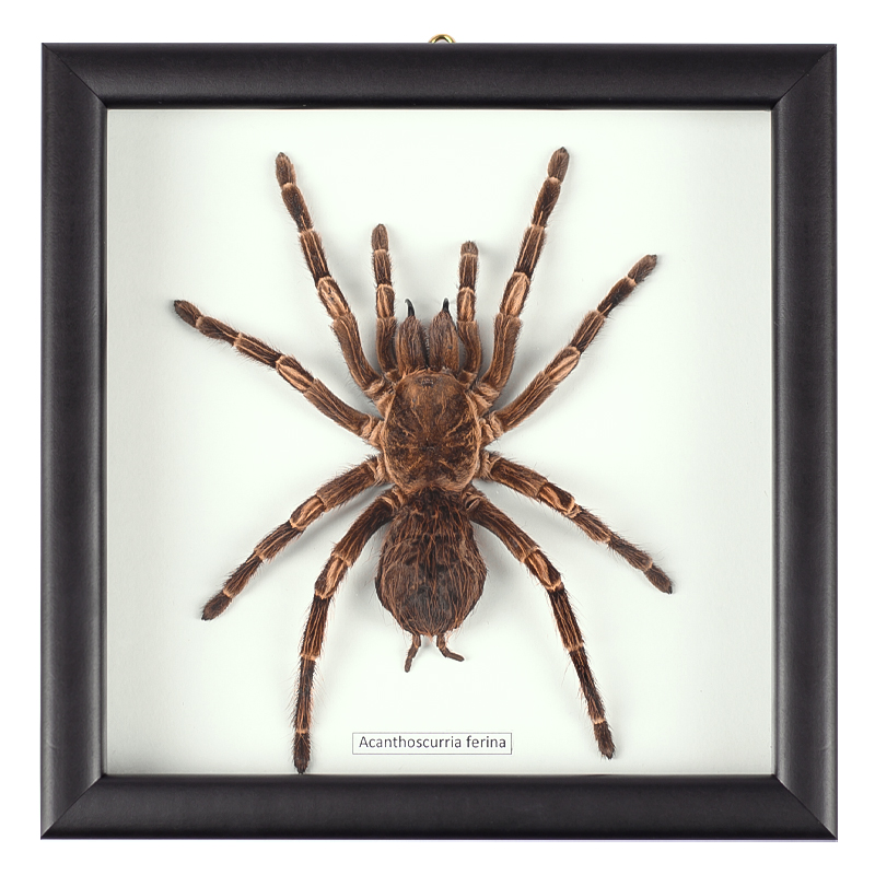 Аксессуар на стену Паук Acanthoscurria Ferina Коричневый Белый Черный Аксессуар на стену Паук Acanthoscurria Ferina Коричневый Белый Черный в Грозном | Loft Concept