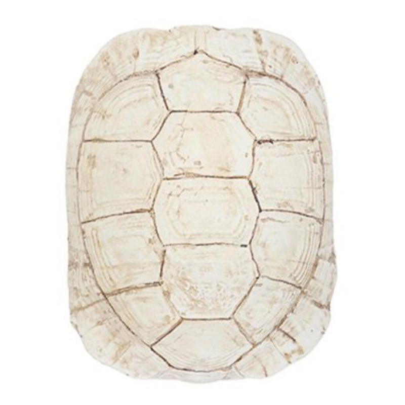 Аксессуар Turtle Shell White Бежевый Аксессуар Turtle Shell White Бежевый в Грозном | Loft Concept