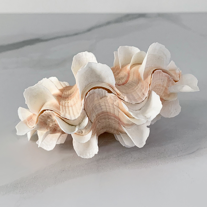 Статуэтка Tridacna Shell XS Статуэтка Tridacna Shell XS в Грозном | Loft Concept
