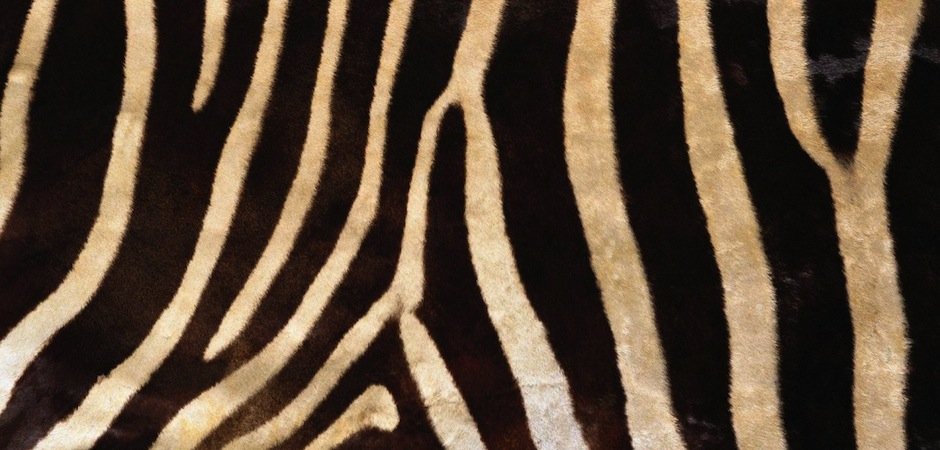 Натуральная шкура зебры Burchellii - Loft-Concept в Грозном