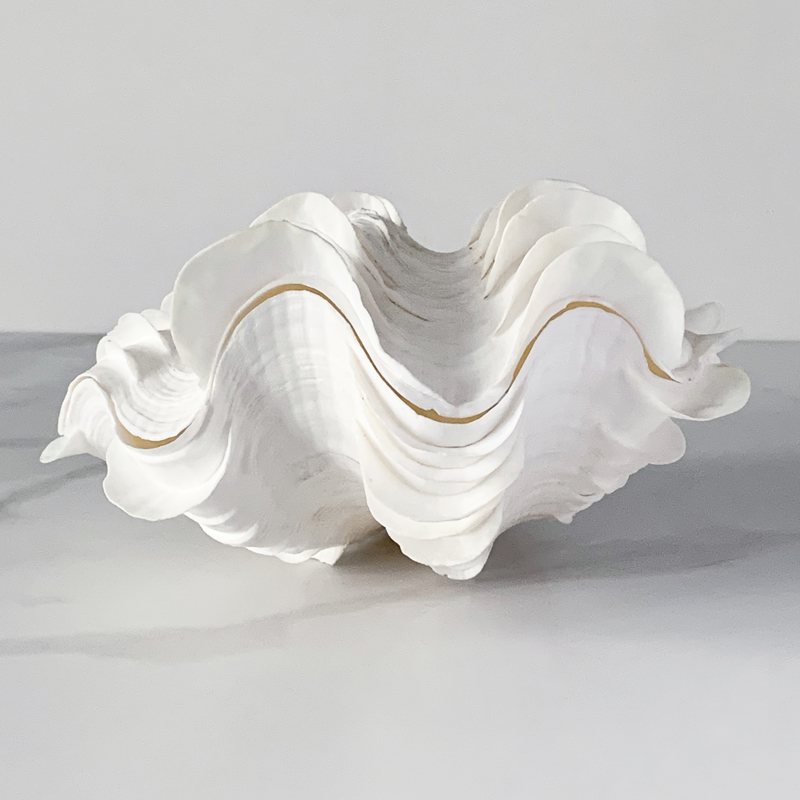 Статуэтка Tridacna Squamosa Shell  в Грозном | Loft Concept 