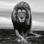 Книга Beusker. Look into my Eyes варинант исполнения - 7 | Loft Concept в Грозном