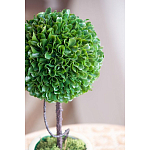 Декоративный искусственное растение Single boxwood варинант исполнения - 7 | Loft Concept в Грозном