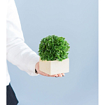 Декоративный искусственное растение Square boxwood варинант исполнения - 7 | Loft Concept в Грозном