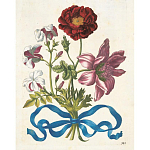 Книга цветов 22 постера Maria Sibylla Merian: 22 Pull-Out Posters варинант исполнения - 3 | Loft Concept в Грозном