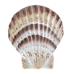 Фигурка из фарфора в виде ракушки морского гребешка Marine Tridacna варинант исполнения - 1 | Loft Concept в Грозном