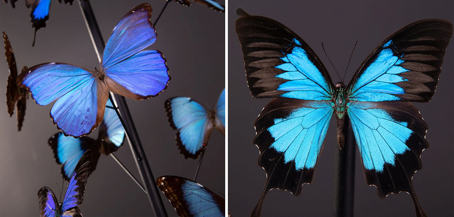 Статуэтка 14 Blue Butterflies Morphos Glass Box Статуэтка 14 Blue Butterflies Morphos Glass Box - Loft-Concept в Грозном