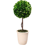 Декоративный искусственное растение Single boxwood варинант исполнения - 1 | Loft Concept в Грозном