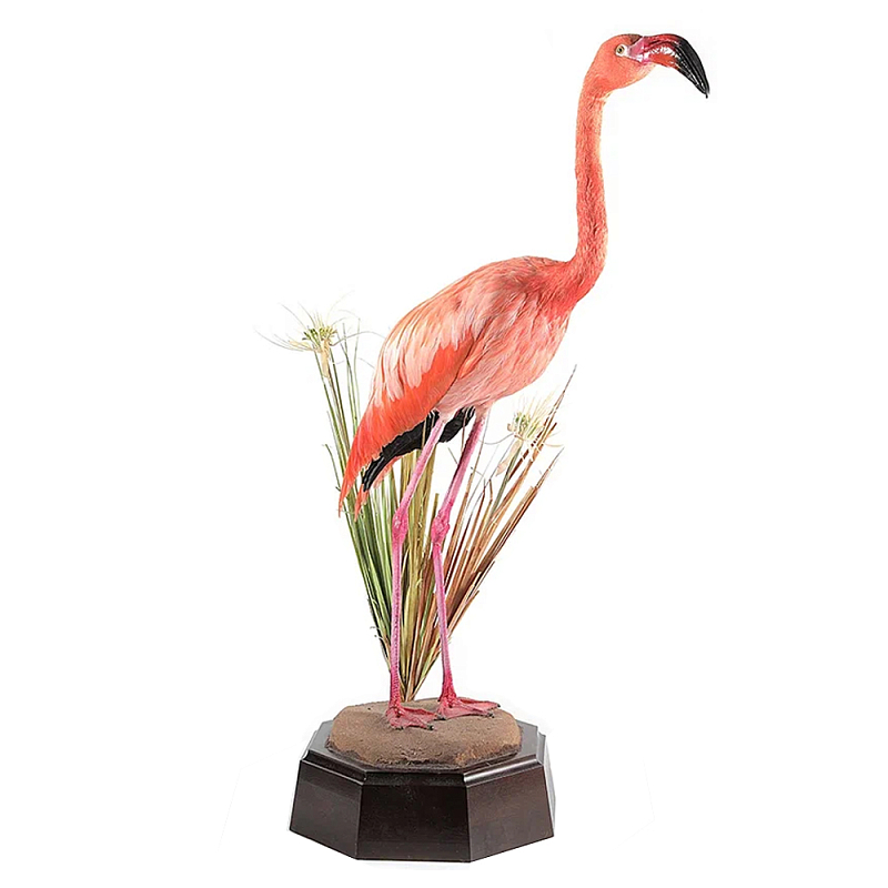 Настоящее чучело фламинго Pink Flamingo Розовый Коричневый Настоящее чучело фламинго Pink Flamingo Розовый Коричневый в Грозном | Loft Concept
