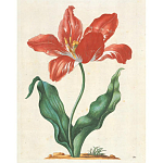 Книга цветов 22 постера Maria Sibylla Merian: 22 Pull-Out Posters варинант исполнения - 5 | Loft Concept в Грозном