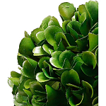 Декоративный искусственное растение Square boxwood варинант исполнения - 2 | Loft Concept в Грозном