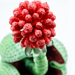 Дизайнерская статуэтка для интерьера Tropical Fruit Pandora 16 варинант исполнения - 1 | Loft Concept в Грозном