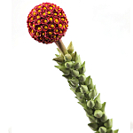 Статуэтка тропический фрукт  Tropical Fruit High Orange варинант исполнения - 2 | Loft Concept в Грозном