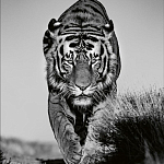 Книга Beusker. Look into my Eyes варинант исполнения - 6 | Loft Concept в Грозном