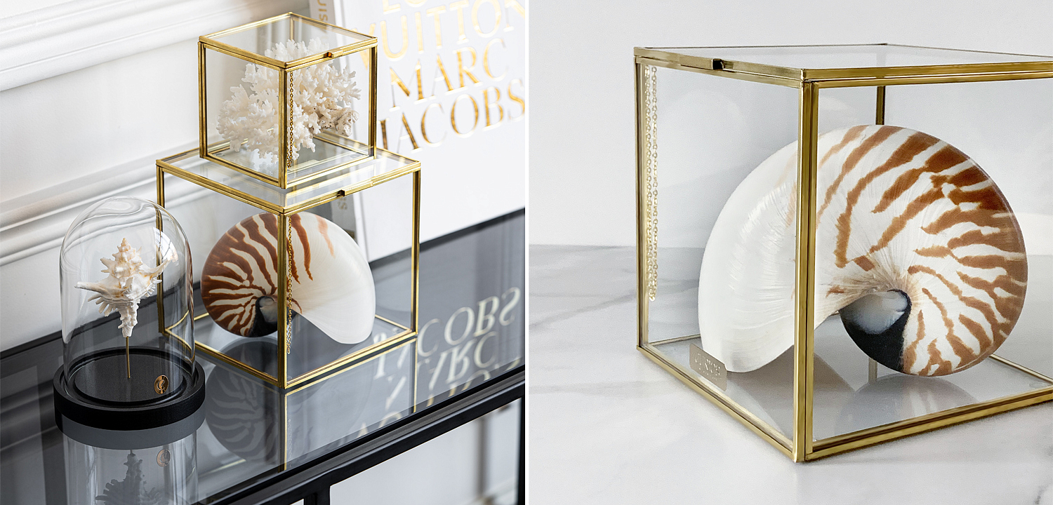 Статуэтка Nautilus Pompilius Glass Box M Статуэтка Nautilus Pompilius Glass Box M - Loft-Concept в Грозном