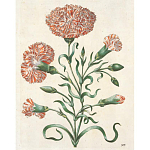 Книга цветов 22 постера Maria Sibylla Merian: 22 Pull-Out Posters варинант исполнения - 4 | Loft Concept в Грозном