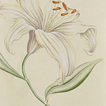 Обои ручная роспись Lilium Special Colourway on Ivory dyed silk варинант исполнения - 2 | Loft Concept в Грозном