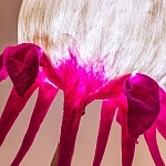 Торшер фуксия «Цветы из снов»  варинант исполнения - 4 | Loft Concept в Грозном