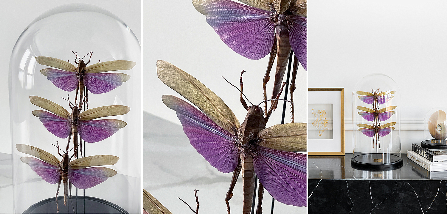 Статуэтка 3 Grasshoppers Titanacris Albipes Glass Cloche Статуэтка 3 Grasshoppers Titanacris Albipes Glass Cloche - Loft-Concept в Грозном
