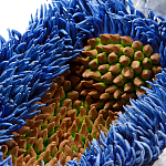 Дизайнерская статуэтка для интерьера Tropical Fruit Pandora 12 варинант исполнения - 3 | Loft Concept в Грозном