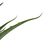 Декоративный искусственное растение Medium Aloe варинант исполнения - 2 | Loft Concept в Грозном