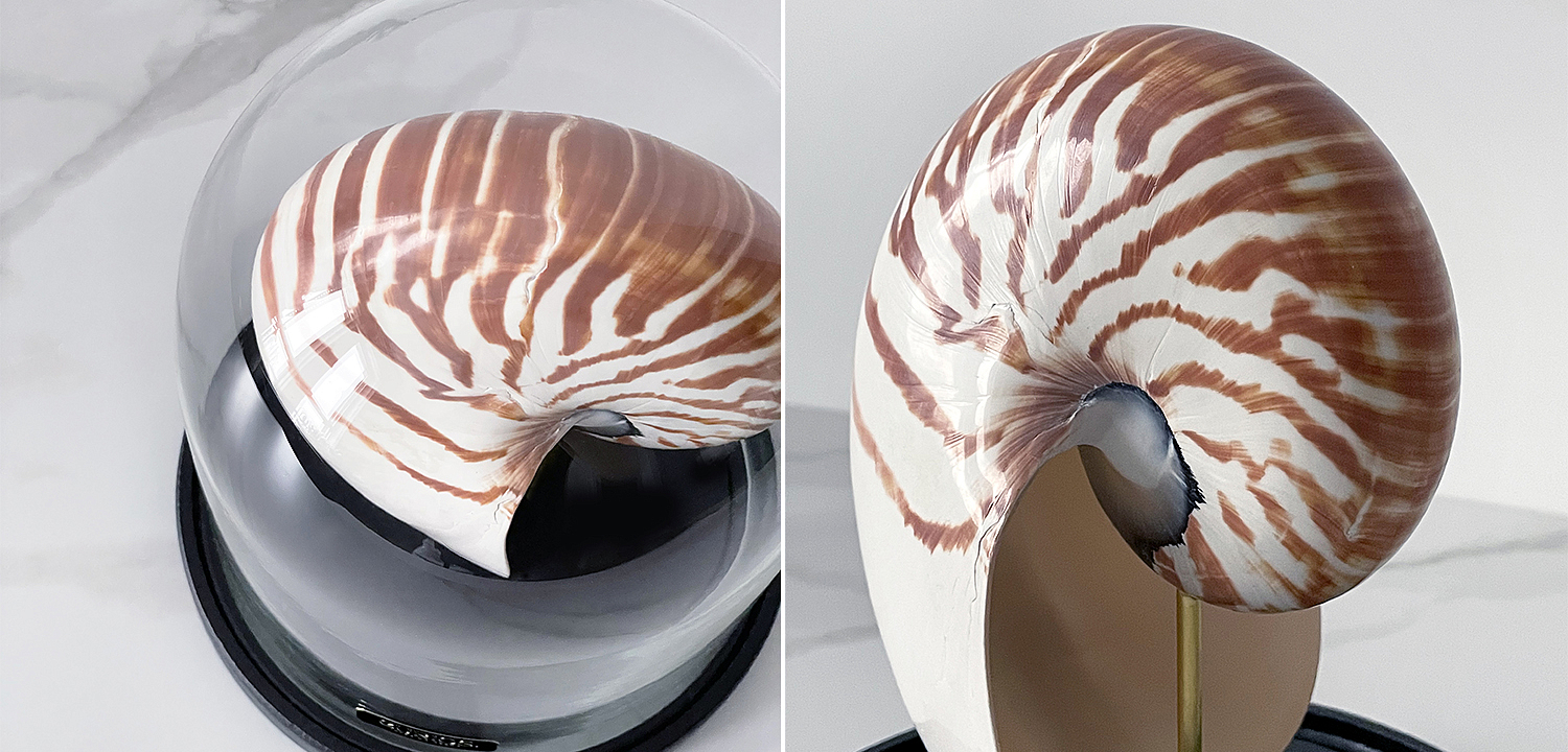 Статуэтка Nautilus Pompilius Glass Cloche Статуэтка Nautilus Pompilius Glass Cloche - Loft-Concept в Грозном